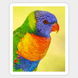 Rainbow Lorikeet Sticker